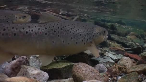 Brown Trout Female Digging Spawning Pit Close View — Stock Video