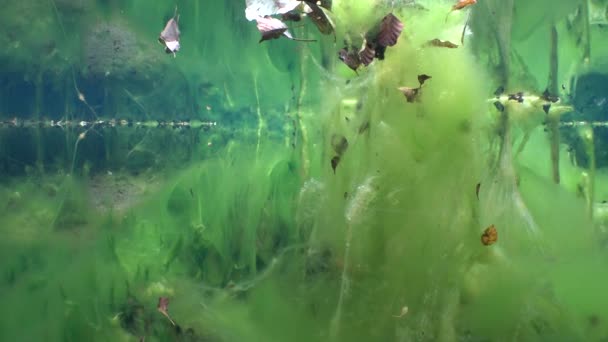 Märchenhafte Landschaft Mit Süßwasserquelle Wasserpflanzen Die Mit Grünalgen Bedeckt Sind — Stockvideo