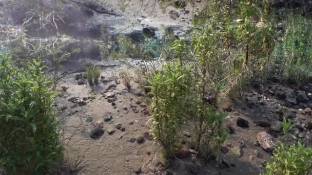 Nehirdeki Bitkileri Tatlı Kaynağının Yanında Yansımalı — Stok video