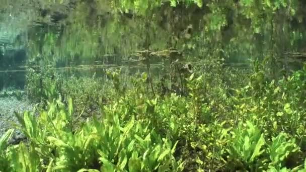 Plantas Acuáticas Río Cerca Manantial Agua Dulce Con Reflexión — Vídeo de stock