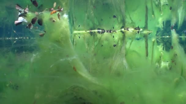Fabelhafte Landschaft Mit Süßwasserquelle Wasserpflanzen Die Mit Grünalgen Bedeckt Sind — Stockvideo