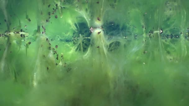 Fairy Tale Scenery Freshwater Spring Aquatic Plants Covered Green Algae — Stock Video