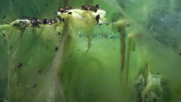 Geheimnisvolle Landschaft Aus Süßwasserquellen Wasserpflanzen Die Mit Grünalgen Bedeckt Sind — Stockvideo