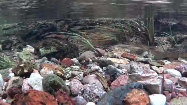 Young Brown Trout Shallow Stream — Stock Video
