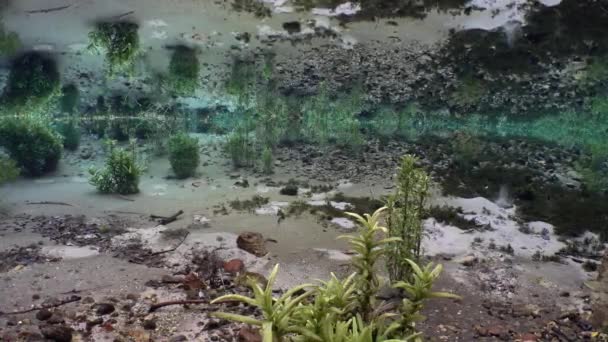 令人惊奇的全景自然淡水泉 起泡的沙底 — 图库视频影像