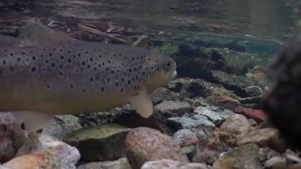Brown Trout Female Digs Nest Gravel Bed Deposits Her Eggs — Stock Video