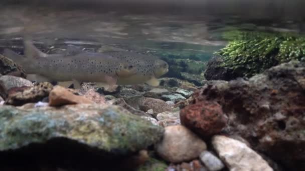 Fish Pair Female Makes Saucer Shaped Depression Gravel Male Defends — Stock Video