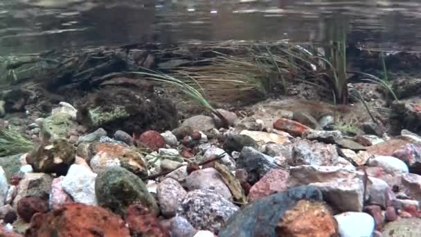 浅浅的溪流中的褐色鳟鱼 — 图库视频影像