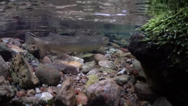 Brown Trout Female Digs Nest Gravel Bed Deposits Her Eggs — Stock Video