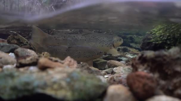 Sepasang Ikan Trout Coklat Sedang Mempersiapkan Untuk Bertelur Jantan Mempertahankan — Stok Video