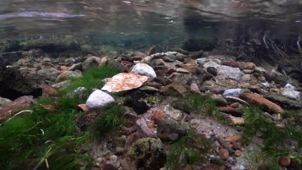 Perfect Place Brown Trout Spawning — Stock Video