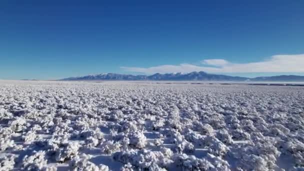 Drone Shot Low Bushes Covered Snow Desert New Mexico — Stock Video