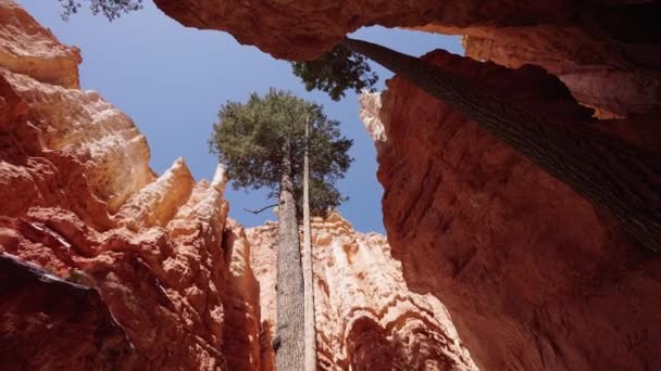 Вид Деревья Скалы Национальном Парке Брайс Каньон — стоковое видео