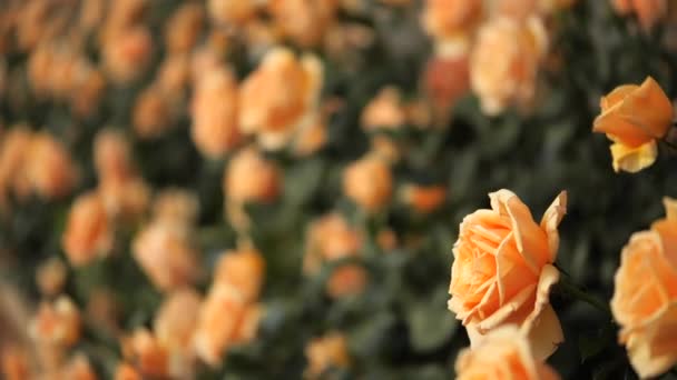 Fila Rosas Laranja Incríveis Durante Hora Ouro — Vídeo de Stock