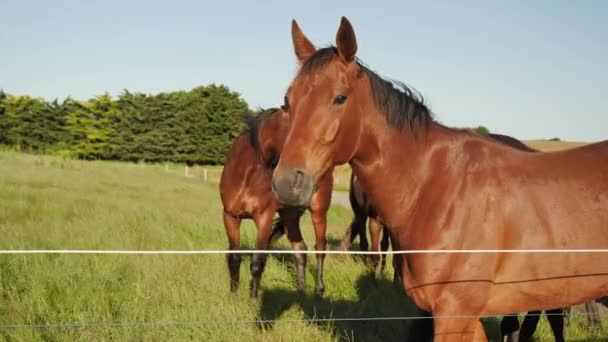 Beautiful Horse Green Paddock — Stock Video