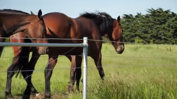 Bellissimi Cavalli Che Camminano Lungo Linea Recinzione — Video Stock