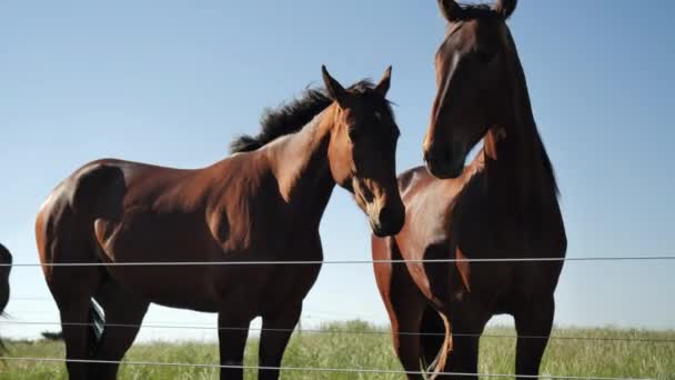 Three horses in paddock behind a fence
