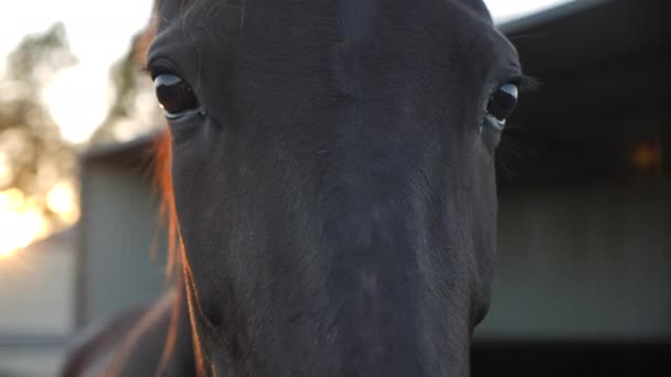 Sluiten Van Paarden Gezicht Met Zon Fakkels — Stockvideo