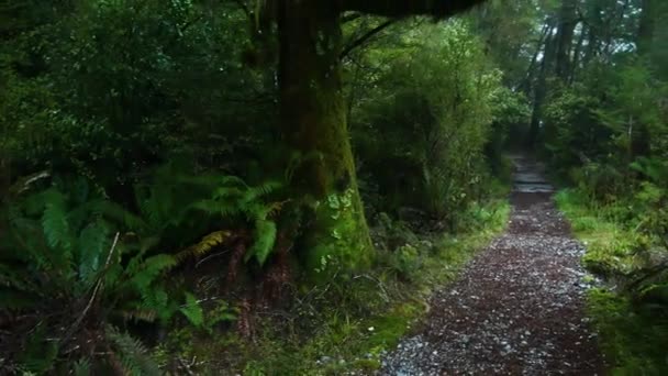 Panning Shot Dense Forest Narrow Path Walk New Zealand — Stock Video