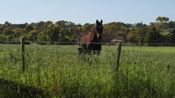 Καταπληκτικό Άλογο Cinematic Τηγάνι Στο Πράσινο Πεδίο — Αρχείο Βίντεο