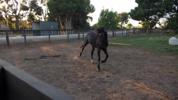 Cavalo Que Parece Instável Cais — Vídeo de Stock