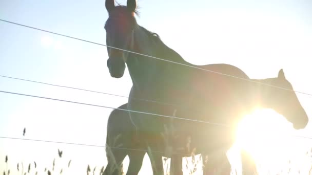 Ground Shot Van Filmische Paard Weg Trekken — Stockvideo