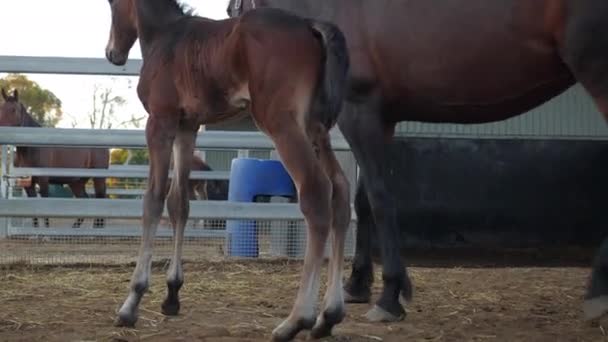 馬のペンで母親と運命の素晴らしいショット — ストック動画
