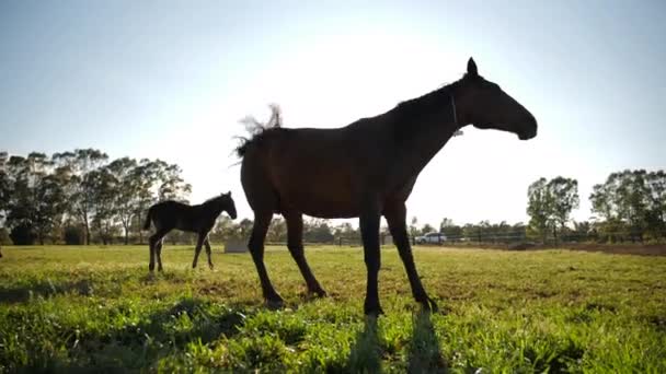 Cavalo Chamas Sol Paddock — Vídeo de Stock