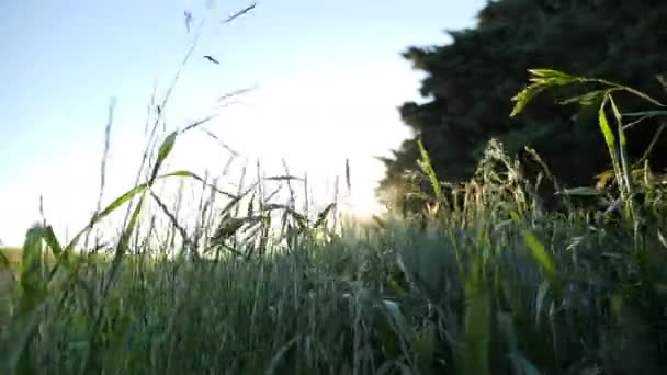 Wind Gras Mit Leichten Fackeln — Stockvideo