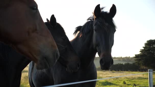 Padella Lenta Cavallo Campo Vicino — Video Stock