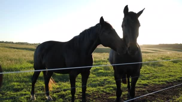 Pferde Auf Einem Feld Das Majestätisch Aussieht — Stockvideo