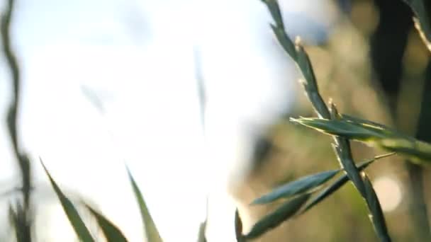 Zoom Dalam Tembakan Rumput Sinematik Bergoyang — Stok Video