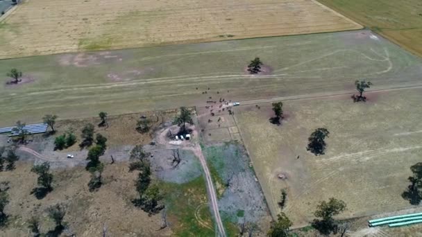 Far Away Birdseye Drone Horses Paddock — Stock Video