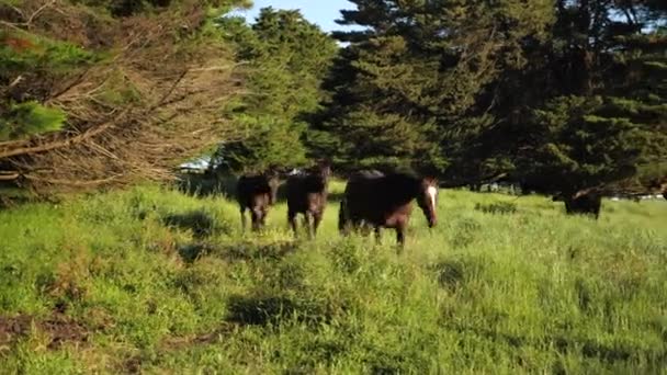 Corrida Cavalos Aproximam Câmera Campo — Vídeo de Stock