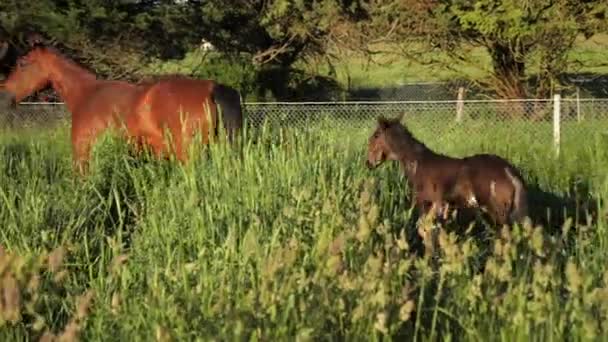 Cavalo Com Potro Bebê Corrida Campo — Vídeo de Stock