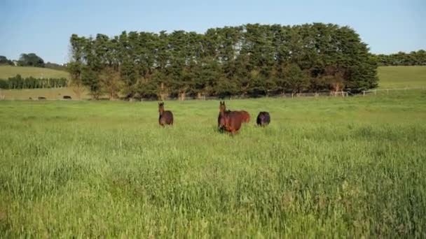 Cavalli Avvicinamento Telecamera Campo Aperto — Video Stock