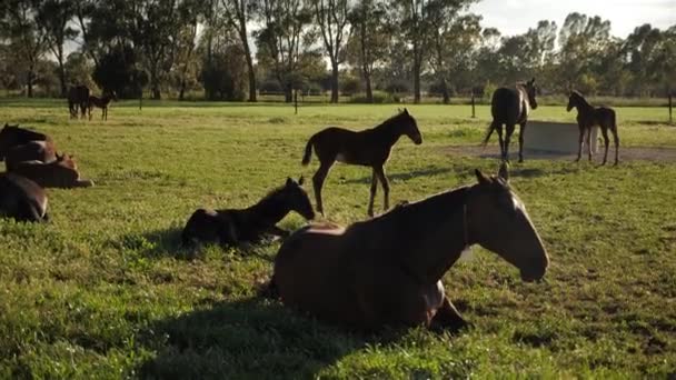 Kinopferdchen Legt Goldene Stunde Auf Dem Feld — Stockvideo