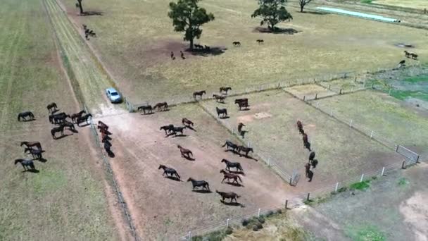 Drone rise up over horses on ranch