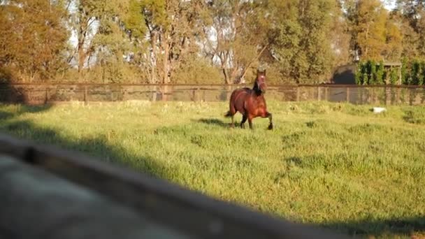 Majestic Horse Strutting Field — Stock Video