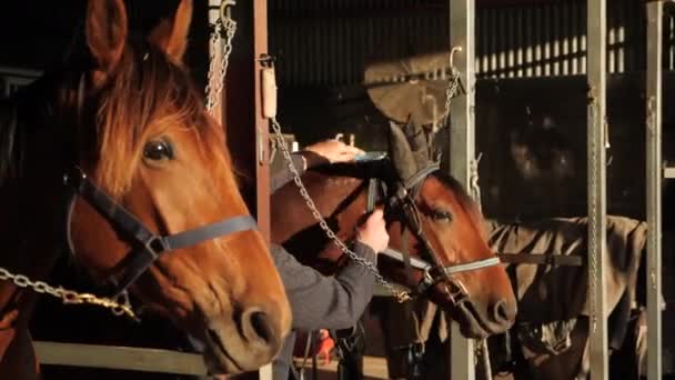 Race Horse Getting Brushed Cleaned — Stock Video