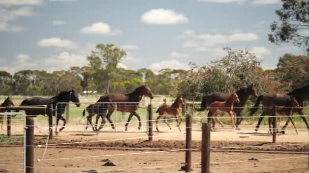 Caballos Corriendo Juntos Hacia Paddock Deseado — Vídeo de stock