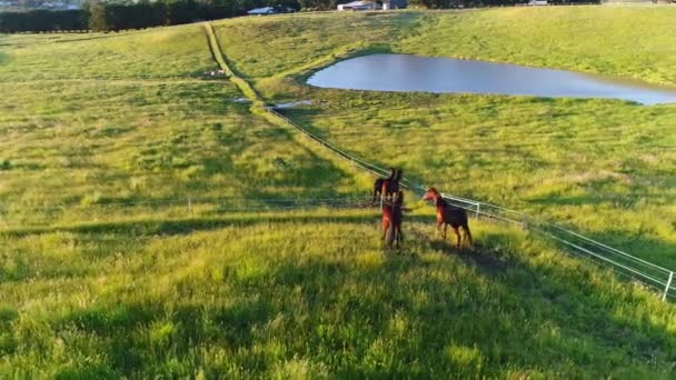 雄大に見える分野の美しい馬 — ストック動画