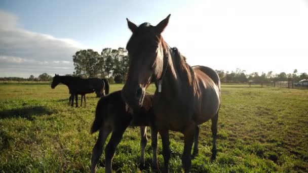 在牧场的围场里保护野马 — 图库视频影像