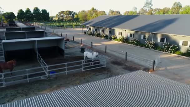見事な馬の農場のフライオーバー — ストック動画