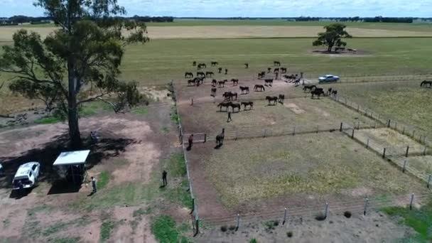 Horses Remote Paddock Drone Flyover — Stock Video