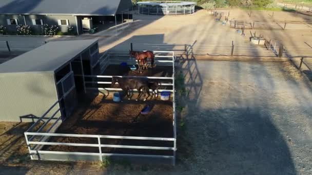 動物や馬の上にドローン映画パン — ストック動画