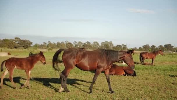 パドックで平和的に歩く馬の群れ — ストック動画