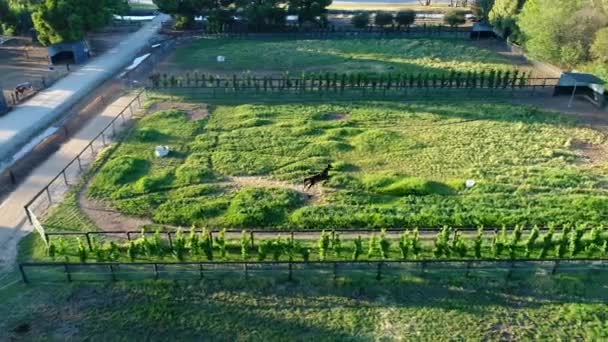 Drone Follow Garanhão Campo — Vídeo de Stock