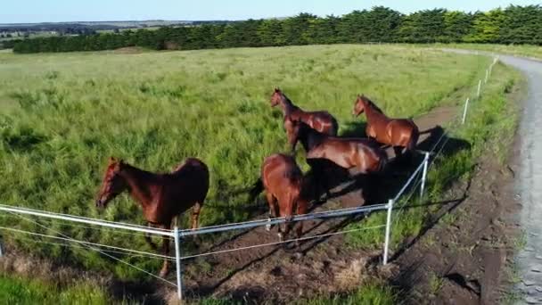Cavalos Paddock Durante Hora Ouro — Vídeo de Stock