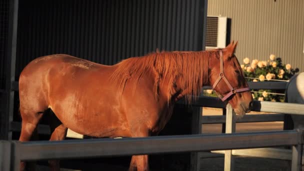 Weitschuss Von Ruhigem Pferd Stall — Stockvideo